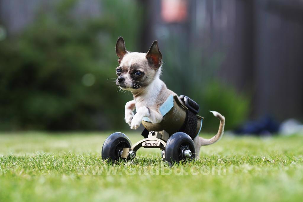 Küçük Köpek / Kedi İçin Tekerlekli Sandalye Plastik Aparat